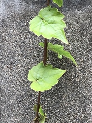 Parthenocissus tricuspidata