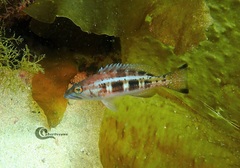 Serranus atricauda