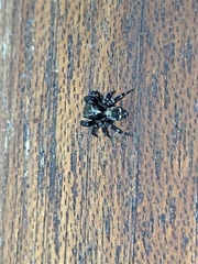 Pseudeuophrys erratica