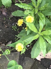 Crepidiastrum sonchifolium