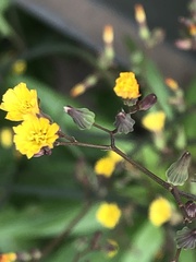 Youngia japonica