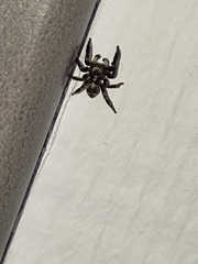 Pseudeuophrys erratica