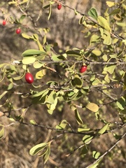 Erythroxylum australe