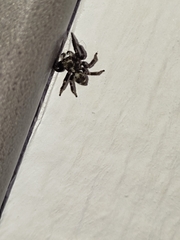 Pseudeuophrys erratica