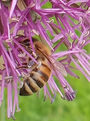 Apis mellifera