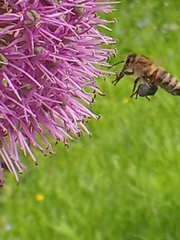 Apis mellifera