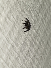 Pseudeuophrys erratica