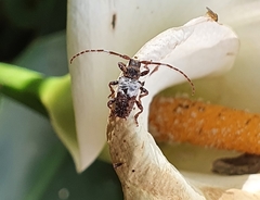 Pogonocherus hispidulus