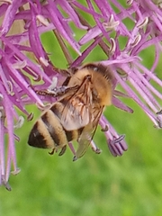 Apis mellifera