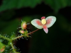 Begonia melanosticta