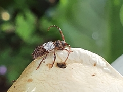 Pogonocherus hispidulus