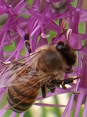 Apis mellifera