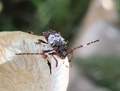 Pogonocherus hispidulus