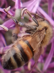 Apis mellifera