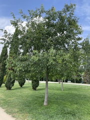 Celtis australis