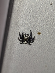 Pseudeuophrys erratica