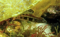 Serranus atricauda