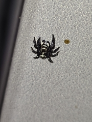 Pseudeuophrys erratica