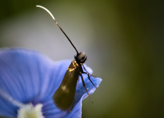 Cauchas fibulella