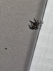 Pseudeuophrys erratica