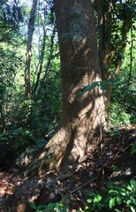 Artocarpus hirsutus
