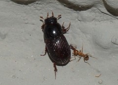 Aphodius
