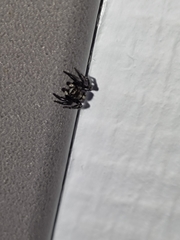 Pseudeuophrys erratica