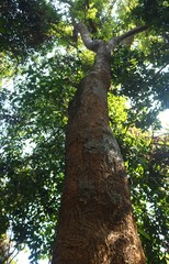 Artocarpus hirsutus