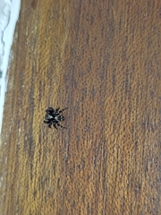 Pseudeuophrys erratica