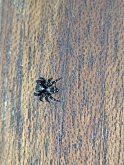 Pseudeuophrys erratica