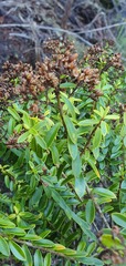 Veronica subfulvida