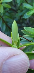 Veronica subfulvida