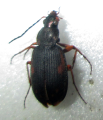 Chlaenius signatus