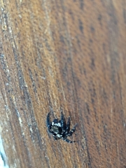 Pseudeuophrys erratica