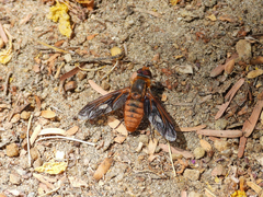 Poecilanthrax eremicus