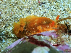 Doriopsilla areolata