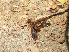 Poecilanthrax eremicus