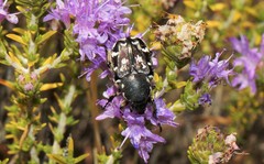 Heterocnemis graeca