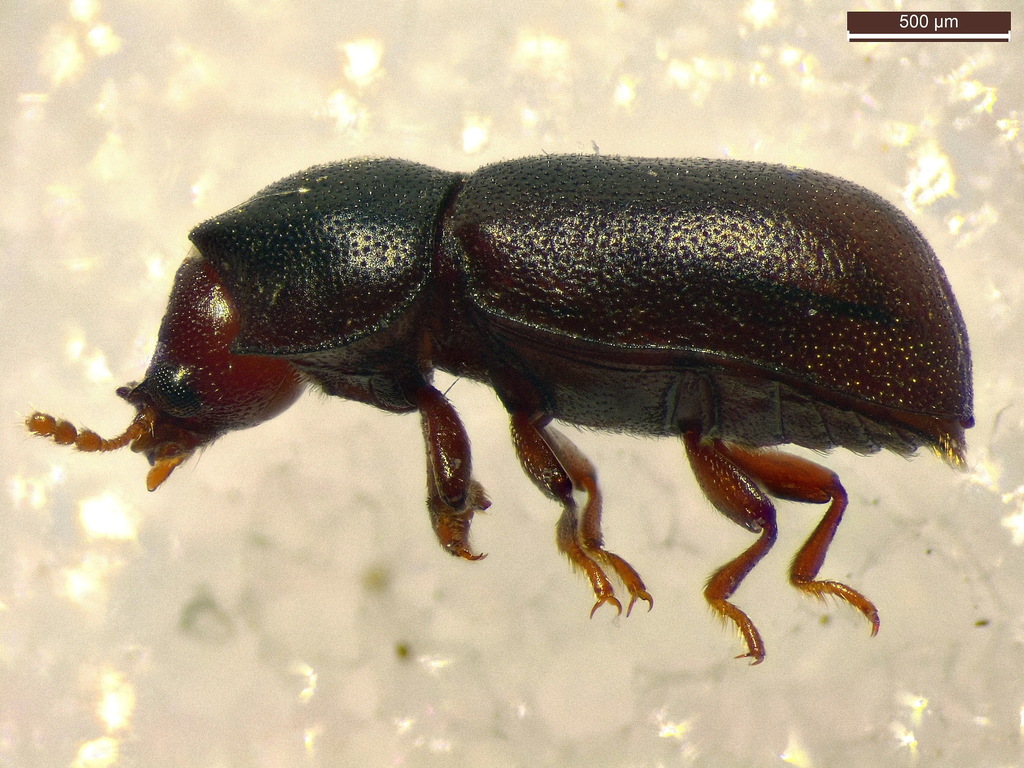 Cis bidentatus