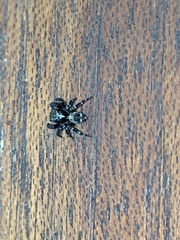 Pseudeuophrys erratica