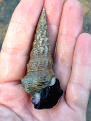 Pyrazus ebeninus
