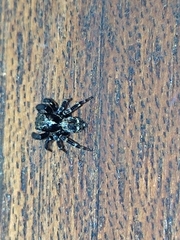 Pseudeuophrys erratica