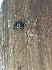 Pseudeuophrys erratica