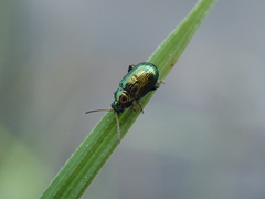 Crepidodera fulvicornis