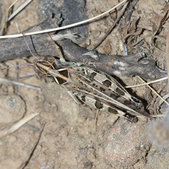 Dociostaurus maroccanus