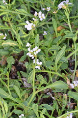 Cakile maritima maritima