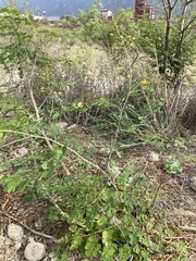 Erythrostemon mexicanus
