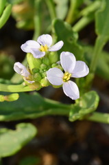 Cakile maritima maritima