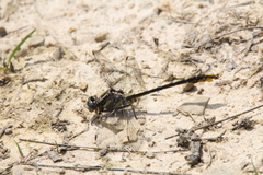 Phanogomphus exilis