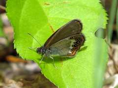 Coenonympha hero